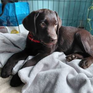 Štene čokoladni labrador starosti 2 i pol mjeseca
