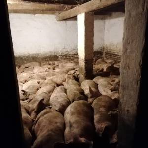 Suhomesnati Proizvodi