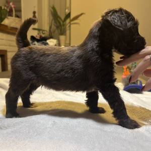 Tibetski terijer štenci(spremni za preuzimanje)1