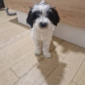 Tibetski terijer štenci(spremni za preuzimanje)1