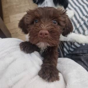 Tibetski terijer štenci(spremni za preuzimanje)1