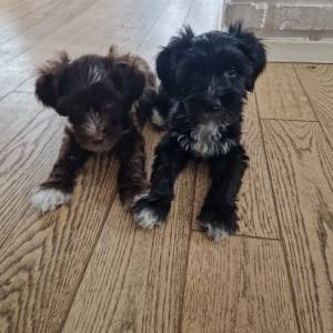 Tibetski terijer štenci(spremni za preuzimanje)1