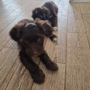 Tibetski terijer štenci(spremni za preuzimanje)1