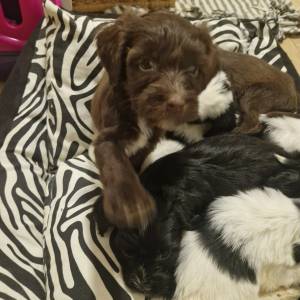 Tibetski terijer štenci(spremni za preuzimanje)1