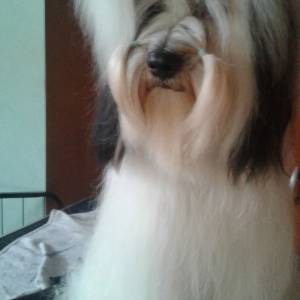 Tibetski terijer štenci(spremni za preuzimanje)1