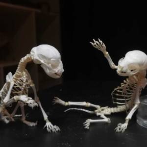 TRAŽIM veterinare i uzgajivače za poginule jedinke