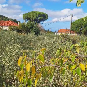 Brač, Nerežišća, građevno zemljište za prodaju,kmpletna infrastruktura