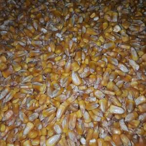 Kukuruz u zrnu Bc 572 prirodno sušen cjena 0.35centi po kg ili 18eura