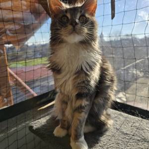 Maine Coon macak spreman za parenje