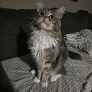 Maine Coon macak spreman za parenje