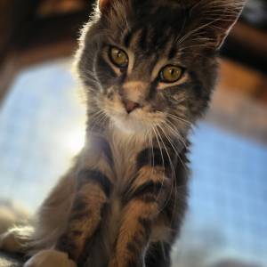 Maine Coon macak spreman za parenje