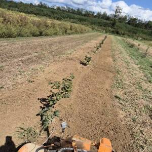 Međuredna freza sa ticalom