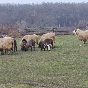 Ovce za prodaju