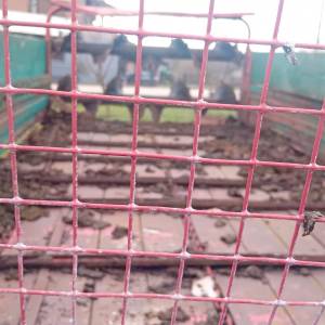 Prikolica ta stajski gnoj