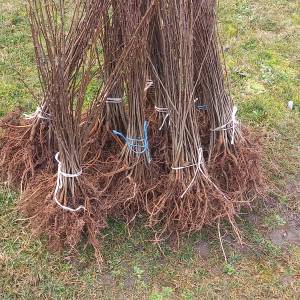 Prodajem sadnice bagrema