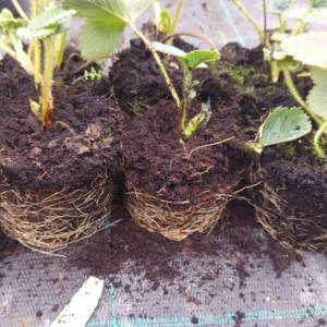 Prodajem sadnice jagoda sezonske