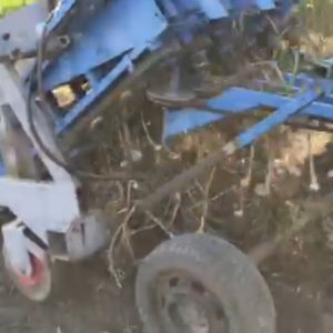 Sijačica i vadilica za češnjak