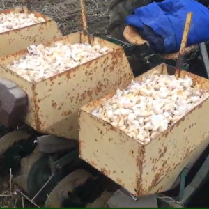 Sijačica i vadilica za češnjak