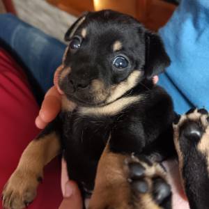 Štenci pinča dvije curice i jedan dečko