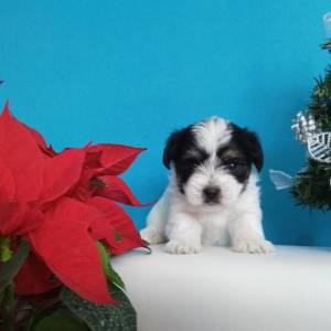 Yorkshire terrier-MORKY-Maltezer, mali štenci