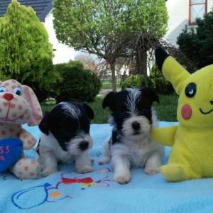 Yorkshire terrier-MORKY-Maltezer, mali štenci