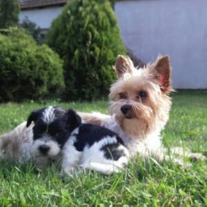 Yorkshire terrier-MORKY-Maltezer, mali štenci