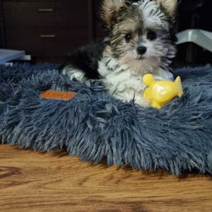 Yorkshire terrier-MORKY-Maltezer, mali štenci