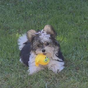 Yorkshire terrier-MORKY-Maltezer, mali štenci