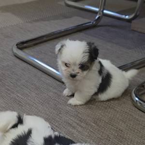 Yorkshire terrier-MORKY-Maltezer, mali štenci