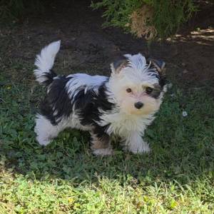 Yorkshire terrier-MORKY-Maltezer, mali štenci