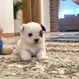 Yorkshire terrier-MORKY-Maltezer, mali štenci