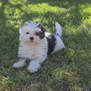 Yorkshire terrier-MORKY-Maltezer, mali štenci