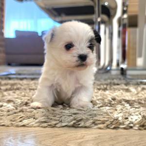 Yorkshire terrier-MORKY-Maltezer, mali štenci