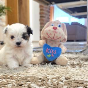 Yorkshire terrier-MORKY-Maltezer, mali štenci
