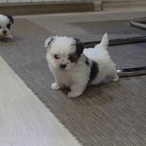 Yorkshire terrier-MORKY-Maltezer, mali štenci