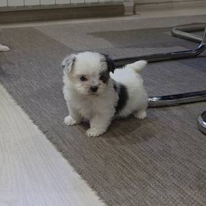 Yorkshire terrier-MORKY-Maltezer, mali štenci