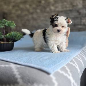 Yorkshire terrier-MORKY-Maltezer, mali štenci