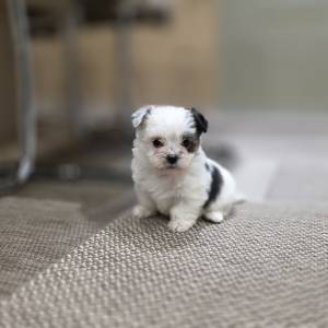 Yorkshire terrier-MORKY-Maltezer, mali štenci