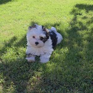 Yorkshire terrier-MORKY-Maltezer, mali štenci