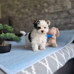 Yorkshire terrier-MORKY-Maltezer, mali štenci