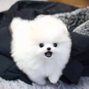 Zdravi štenci pomeranskog špica na prodaju