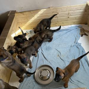 BELGIJSKI OVČAR MALINOIS, ŠTENCI 2026. 098 594 173, 091 5775 508