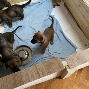 BELGIJSKI OVČAR MALINOIS, ŠTENCI 2026. 098 594 173, 091 5775 508