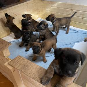 BELGIJSKI OVČAR MALINOIS, ŠTENCI 2026. 098 594 173, 091 5775 508