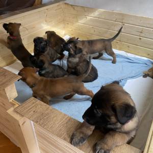 BELGIJSKI OVČAR MALINOIS, ŠTENCI 2026. 098 594 173, 091 5775 508