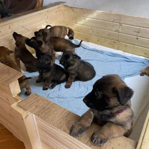 BELGIJSKI OVČAR MALINOIS, ŠTENCI 2026. 098 594 173, 091 5775 508