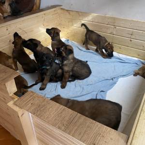 BELGIJSKI OVČAR MALINOIS, ŠTENCI 2026. 098 594 173, 091 5775 508