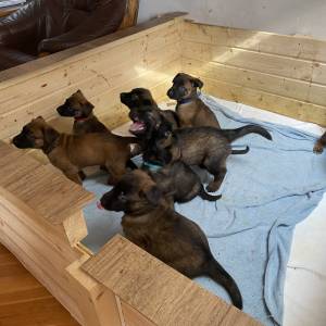 BELGIJSKI OVČAR MALINOIS, ŠTENCI 2026. 098 594 173, 091 5775 508