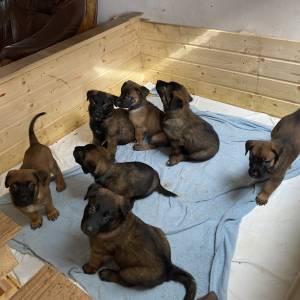 BELGIJSKI OVČAR MALINOIS, ŠTENCI 2026. 098 594 173, 091 5775 508