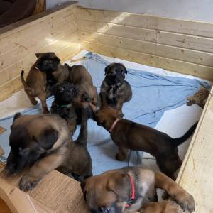 BELGIJSKI OVČAR MALINOIS, ŠTENCI 2026. 098 594 173, 091 5775 508